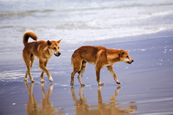 dingoes at franser island seashore